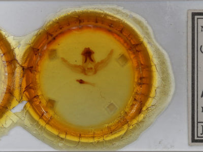 slide view of adult Schizura ipomaeae