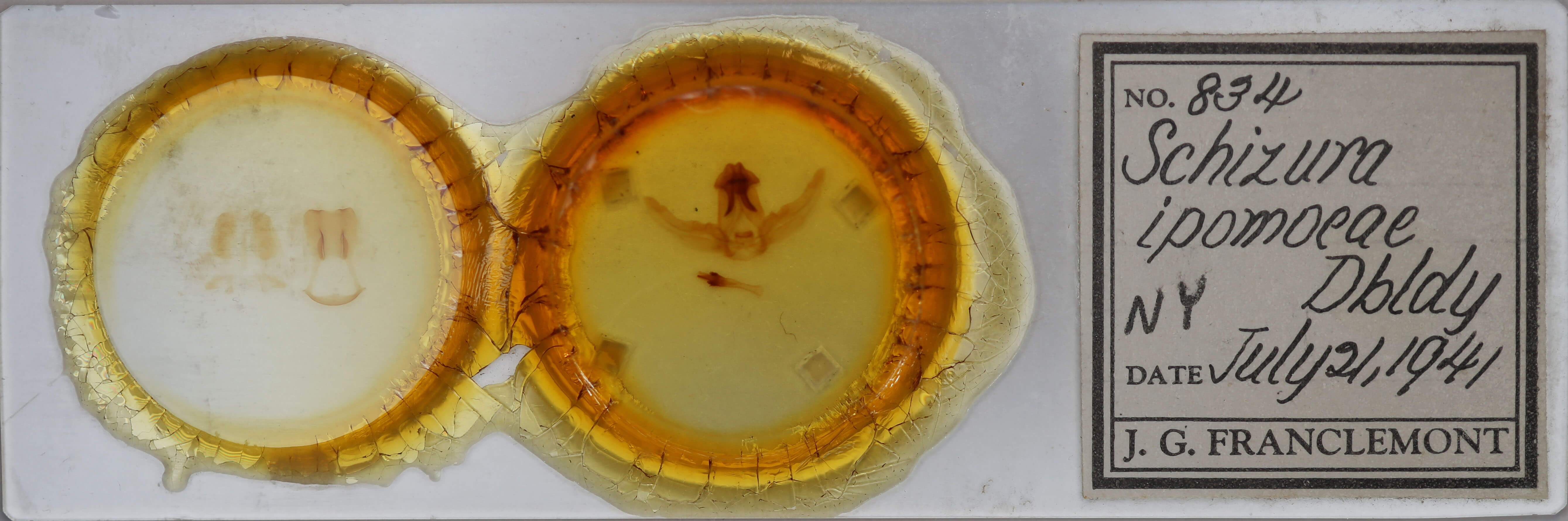 slide view of adult Schizura ipomaeae