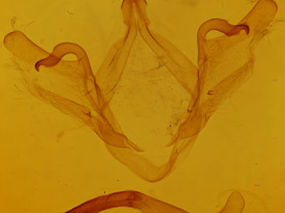 genitalia view of adult Oedemasia leptinoides