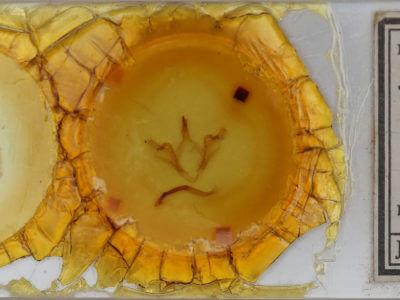 slide view of adult Oedemasia leptinoides