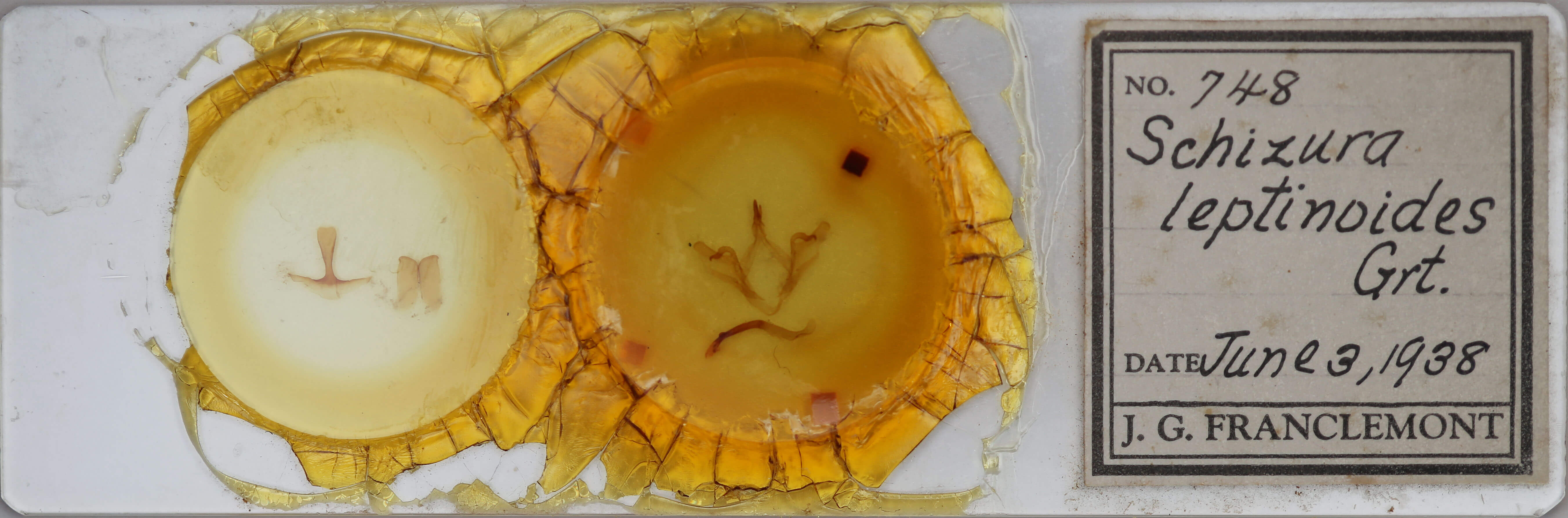 slide view of adult Oedemasia leptinoides