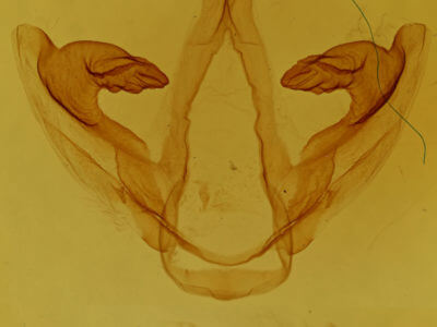 genitalia view of adult Oedemasia semirufescens