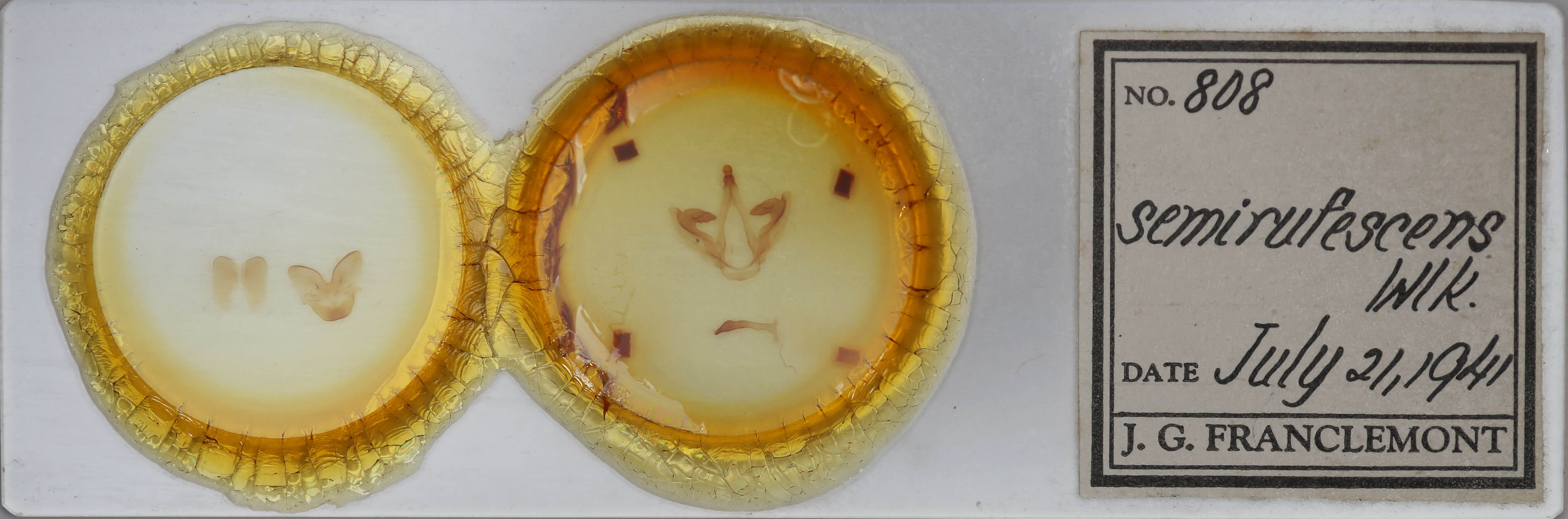 slide view of adult Oedemasia semirufescens