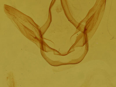 genitalia view of adult Coelodasys unicornis