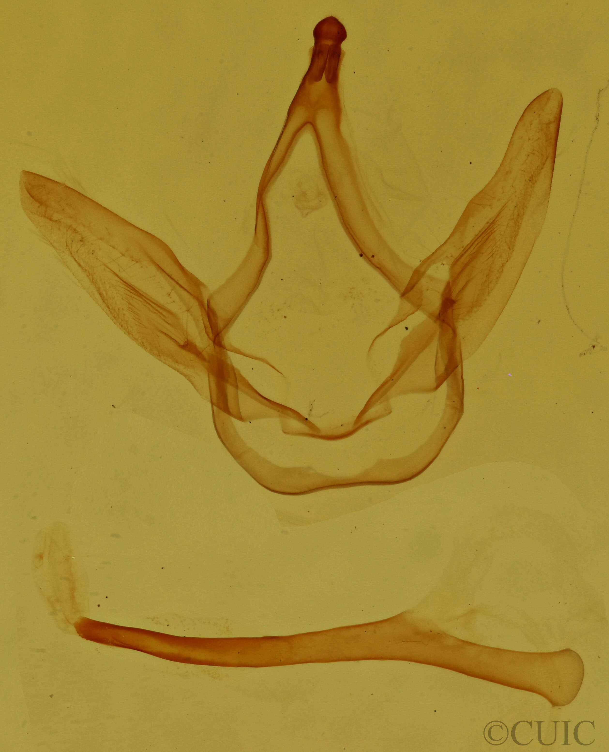 genitalia view of adult Coelodasys unicornis