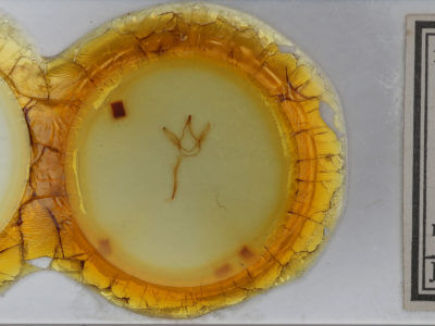 slide view of adult Coelodasys unicornis