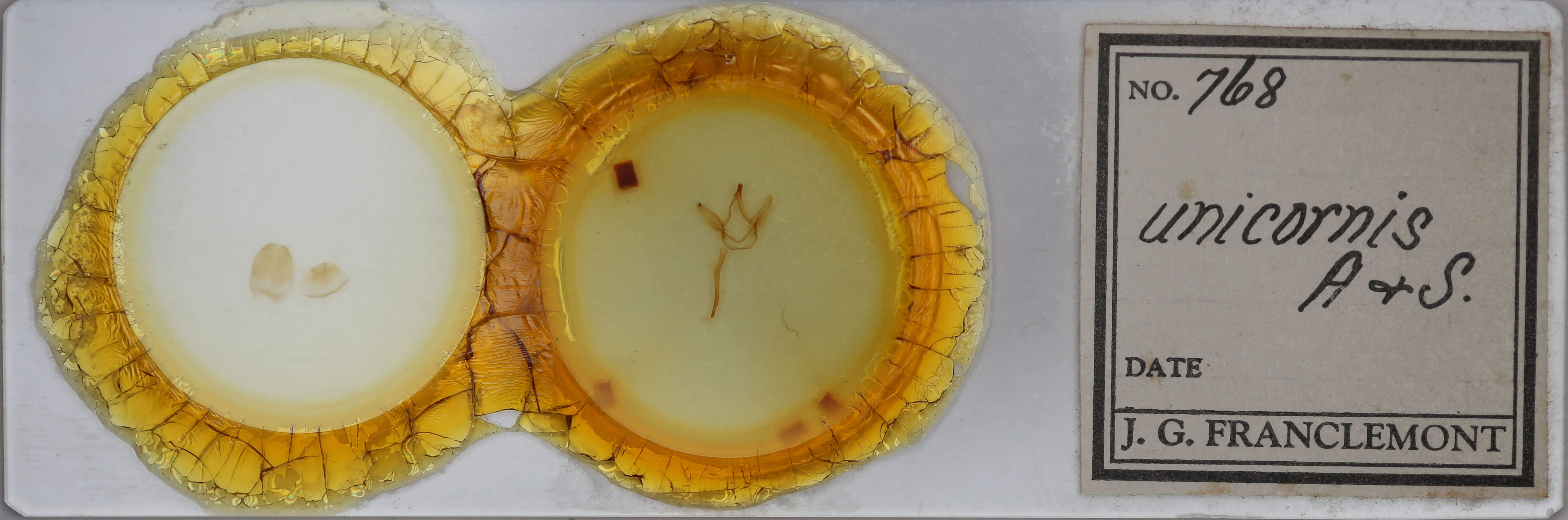 slide view of adult Coelodasys unicornis