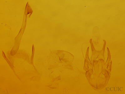 genitalia view of adult Scopula inductata