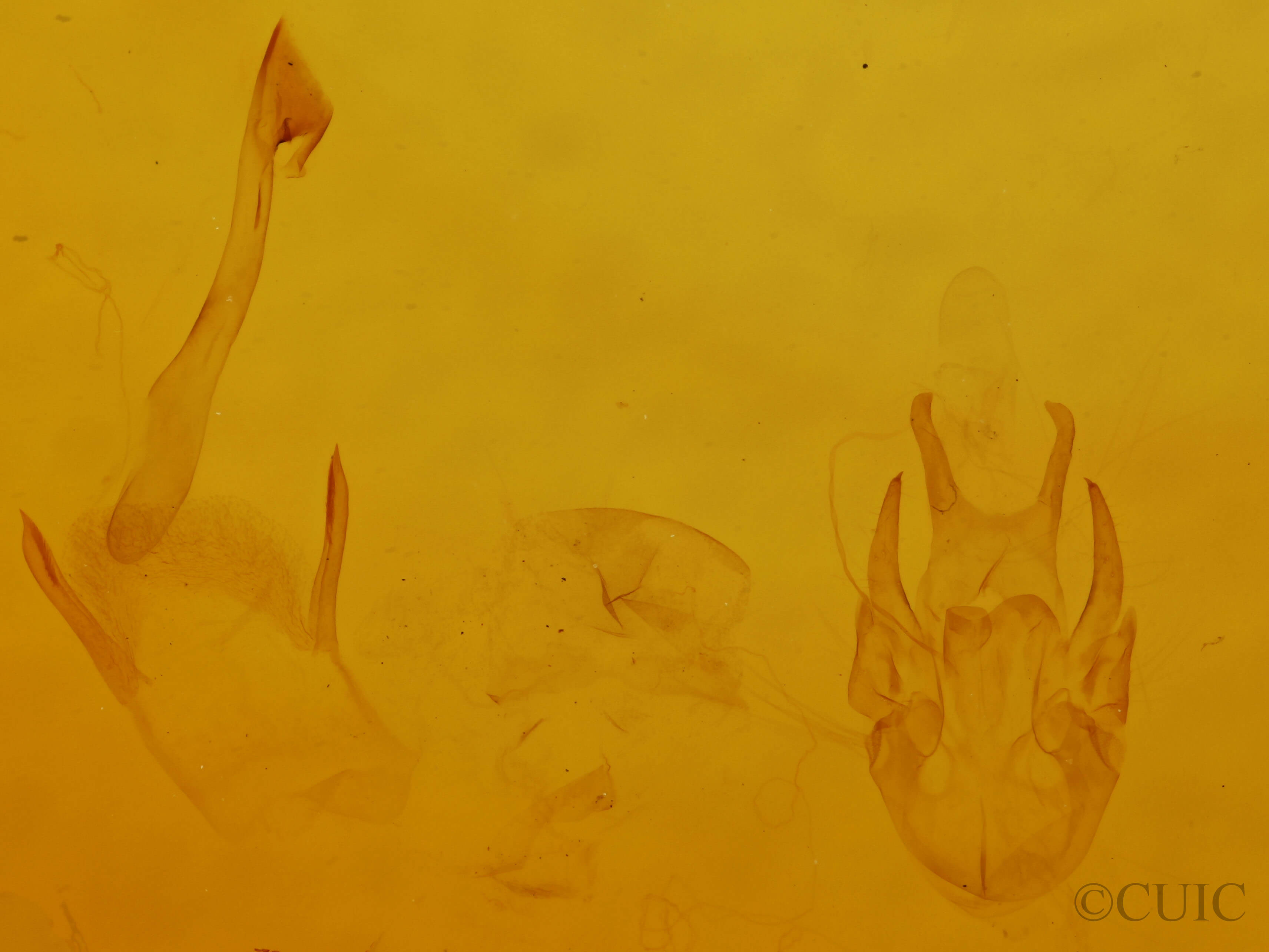 genitalia view of adult Scopula inductata