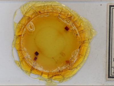 slide view of adult Scopula inductata