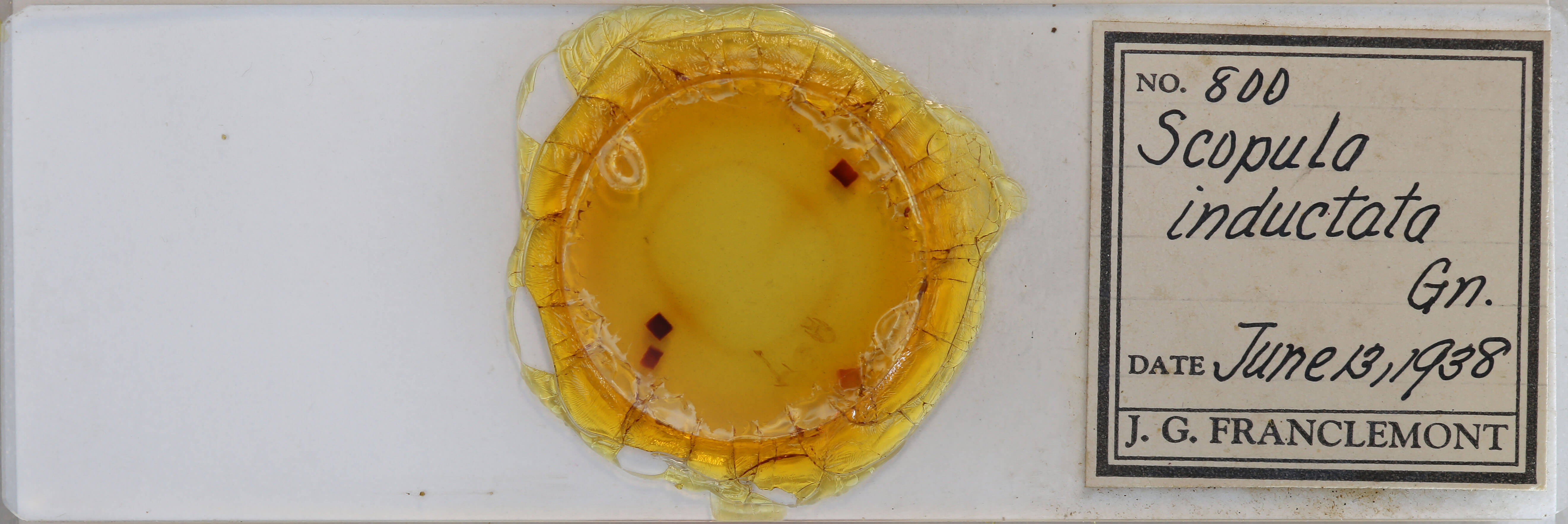 slide view of adult Scopula inductata