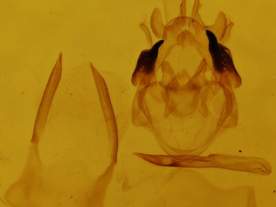 genitalia view of adult Scopula limboundata