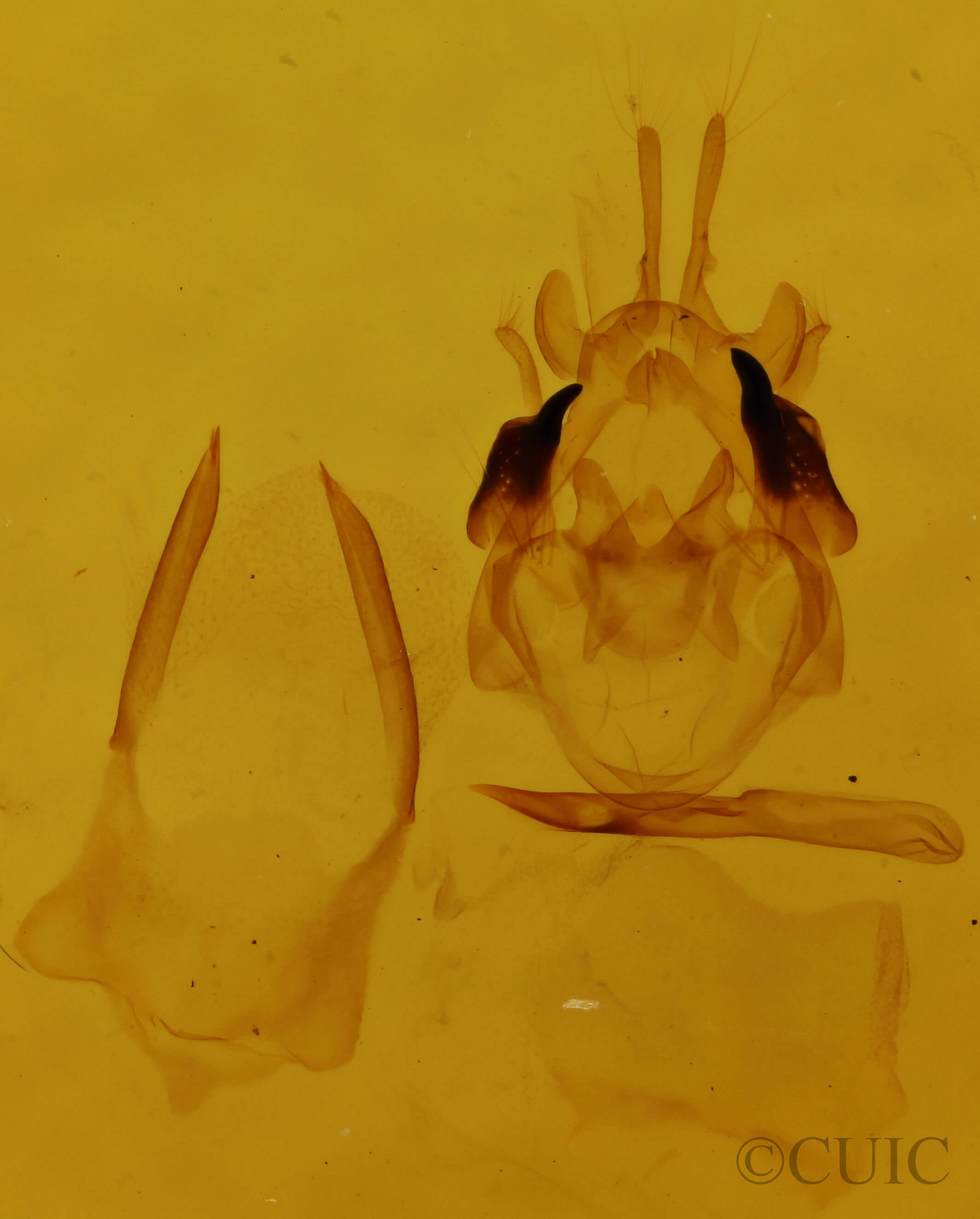 genitalia view of adult Scopula limboundata