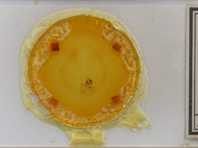 slide view of adult Scopula limboundata