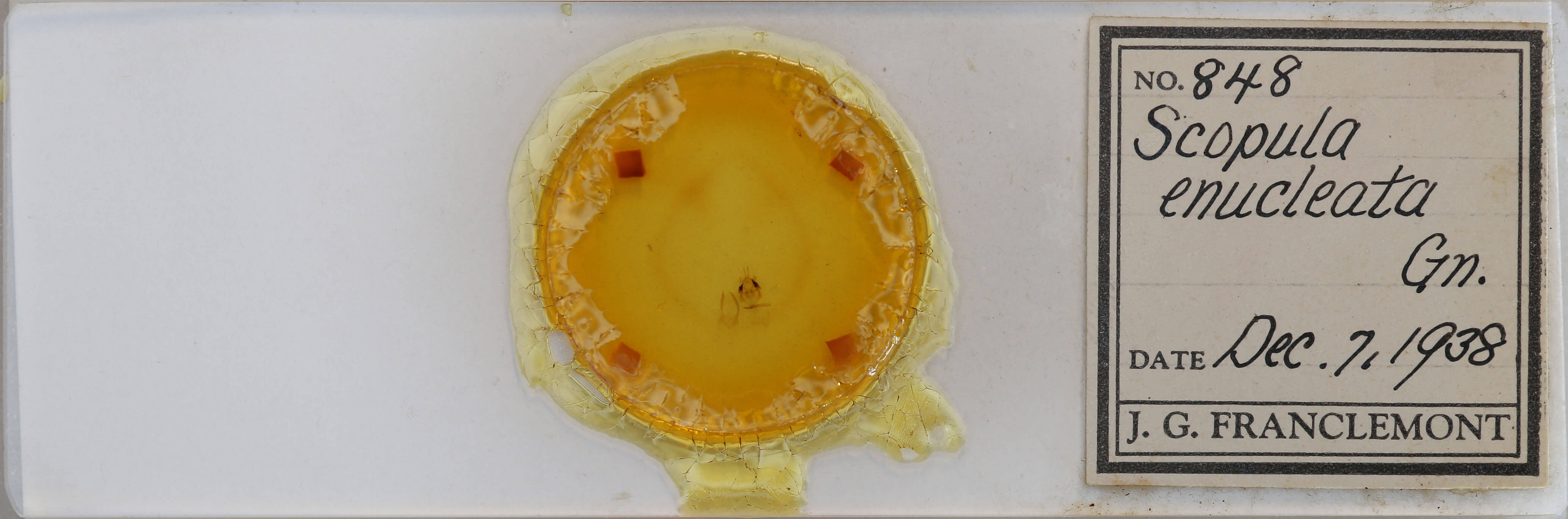 slide view of adult Scopula limboundata
