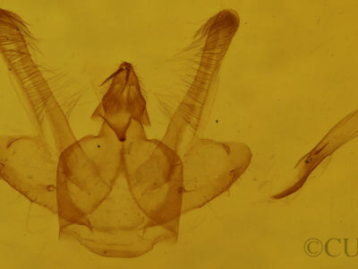 genitalia view of adult Macaria aemulataria