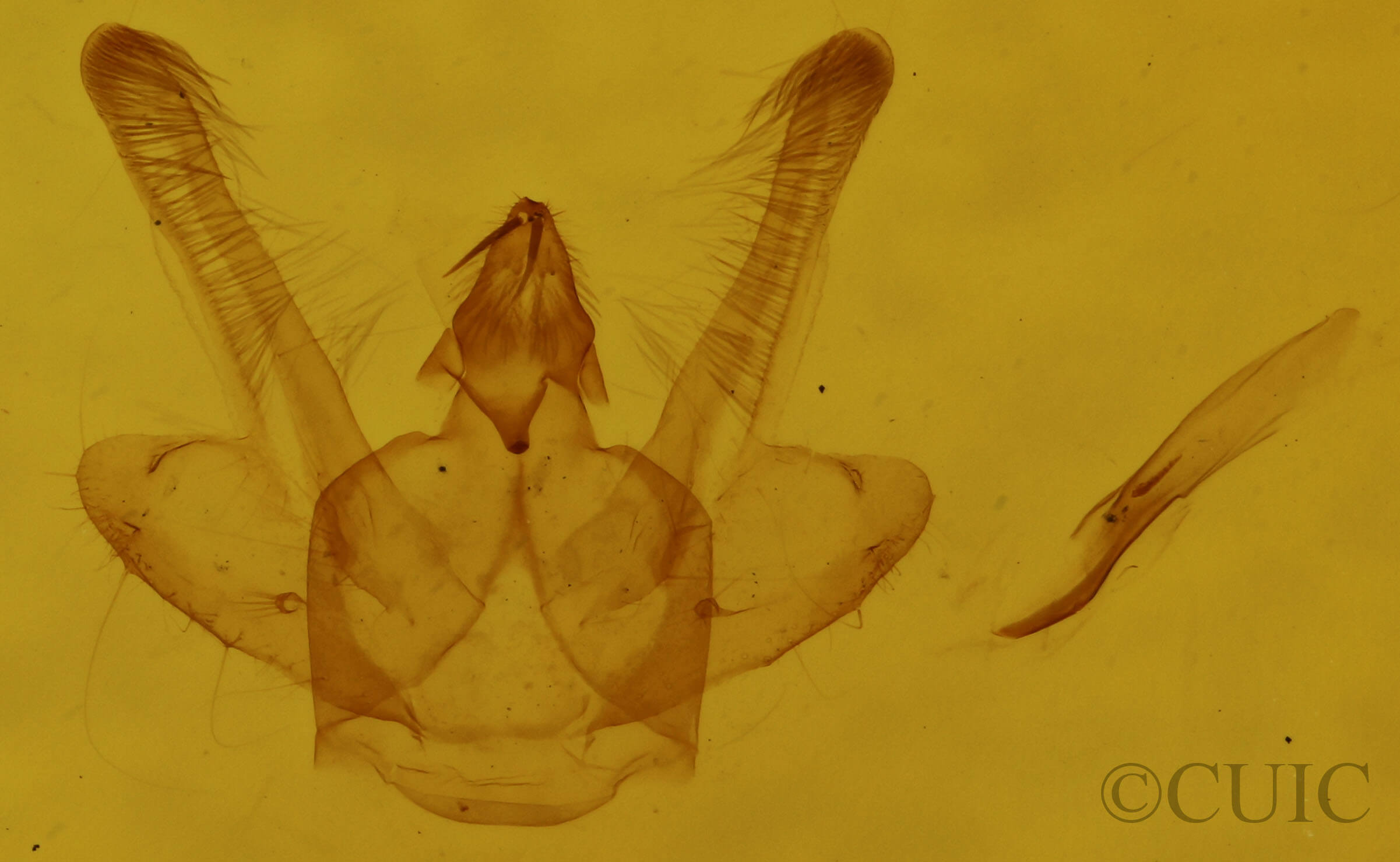 genitalia view of adult Macaria aemulataria