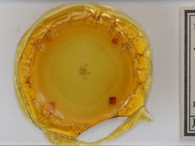 slide view of adult Macaria aemulataria