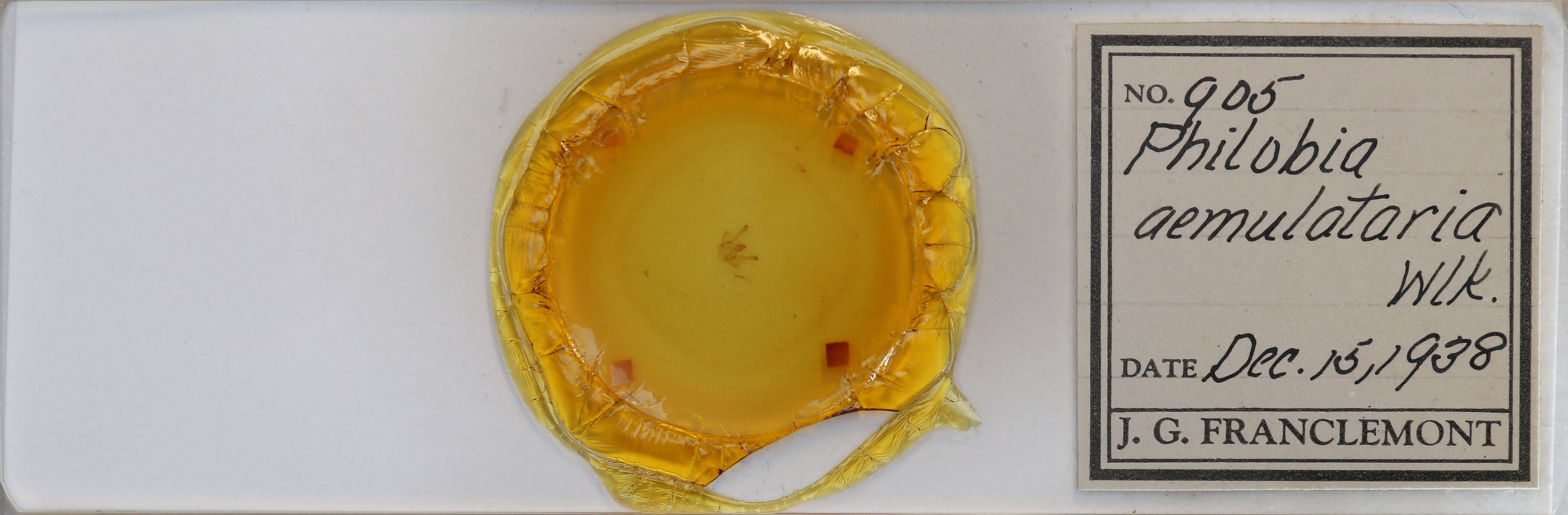 slide view of adult Macaria aemulataria