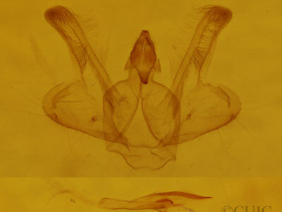 genitalia view of adult Macaria bisignata