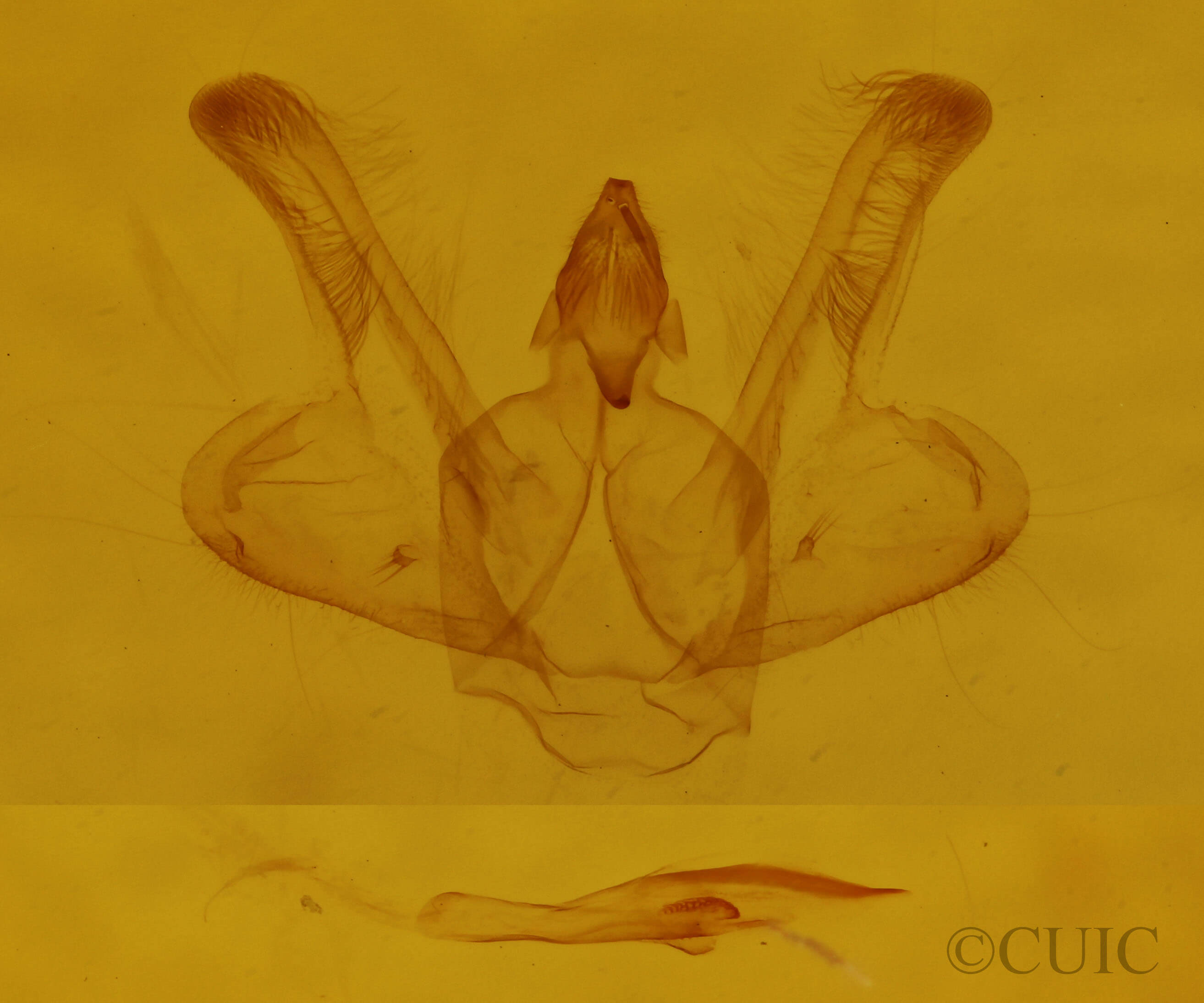 genitalia view of adult Macaria bisignata