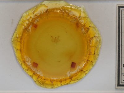 slide view of adult Macaria bisignata