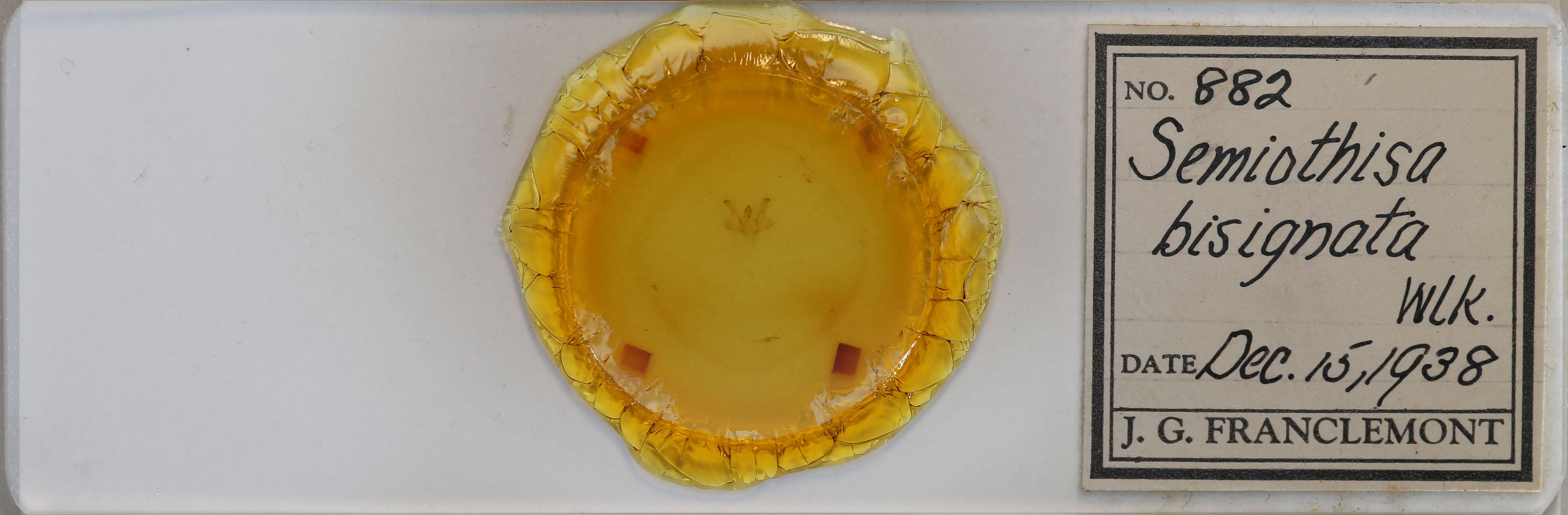 slide view of adult Macaria bisignata