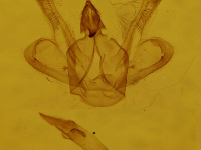 genitalia view of adult Macaria signaria