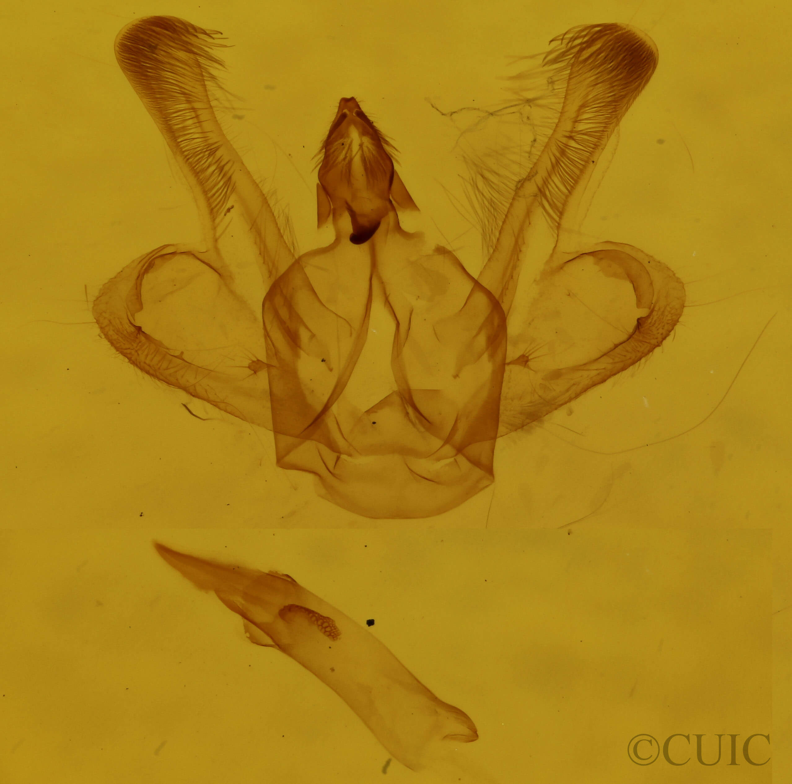 genitalia view of adult Macaria signaria