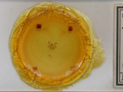 slide view of adult Macaria signaria