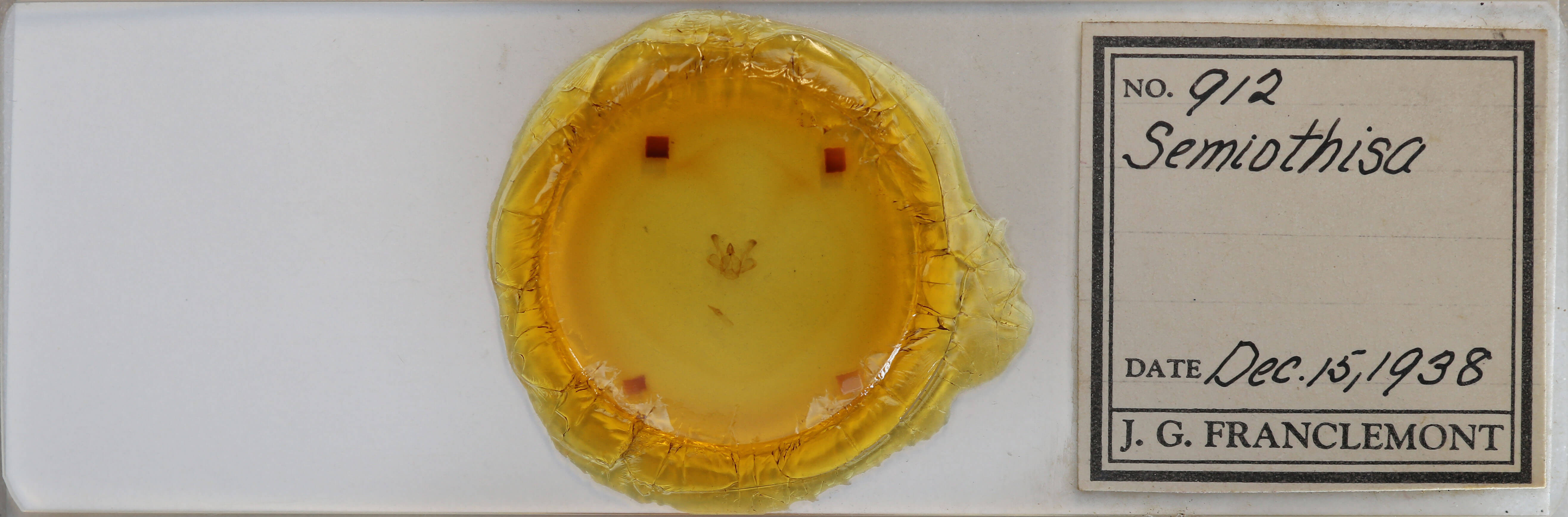 slide view of adult Macaria signaria