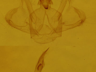 genitalia view of adult Macaria signaria