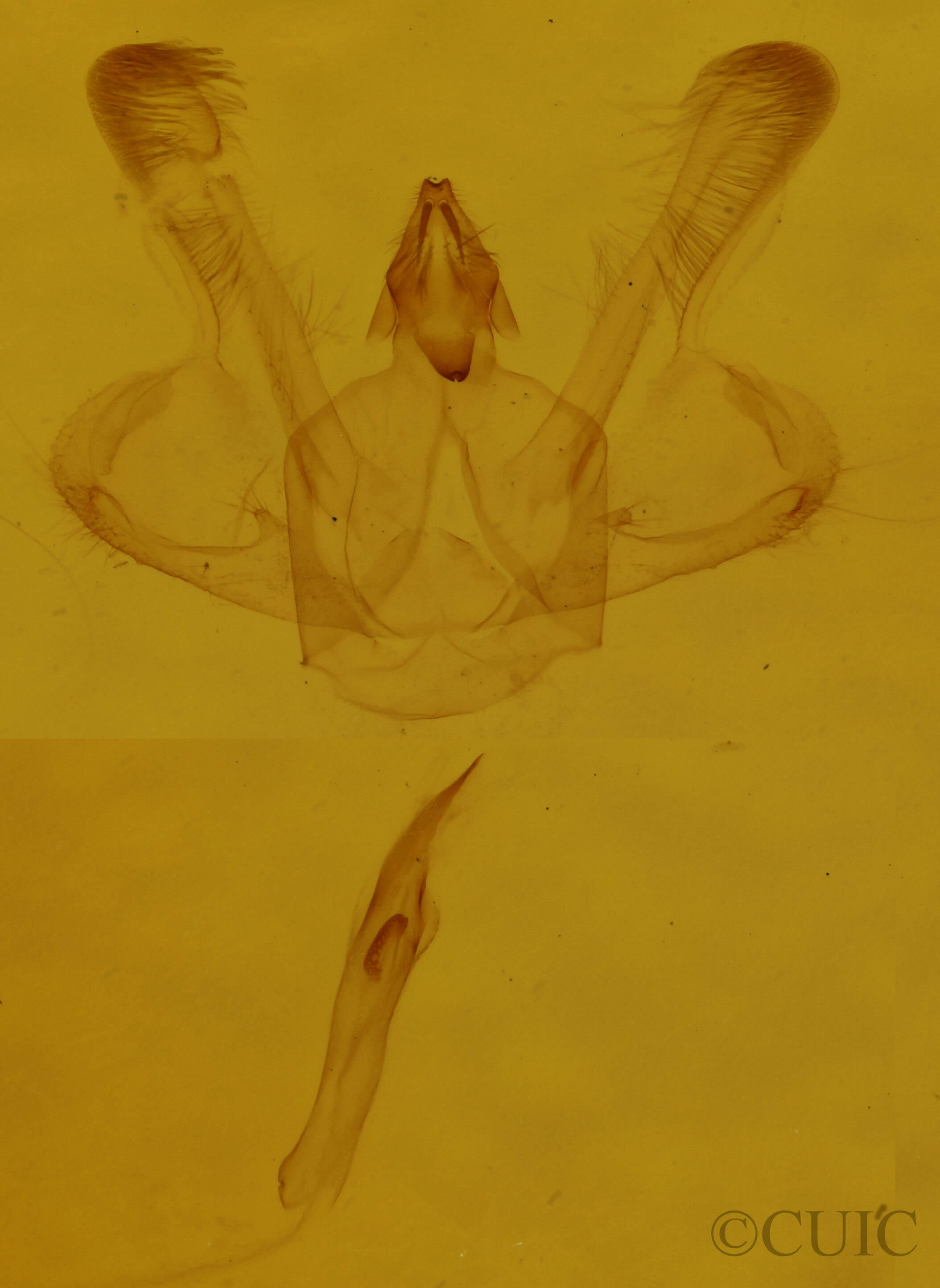 genitalia view of adult Macaria signaria