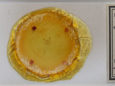 slide view of adult Macaria signaria