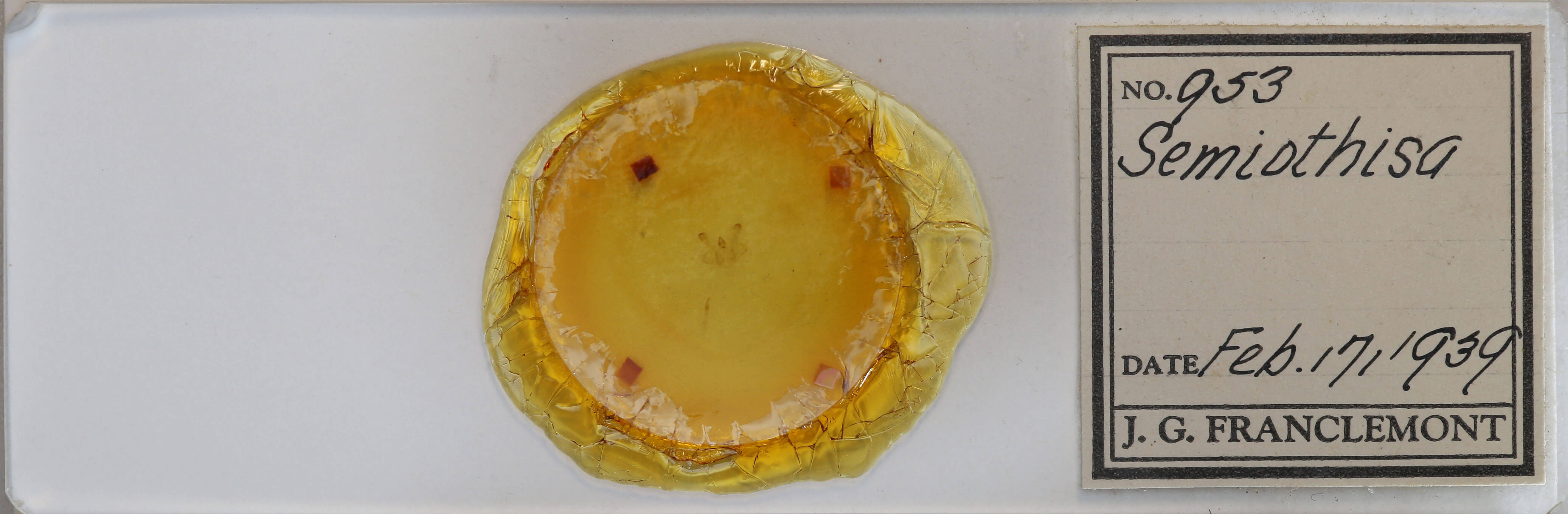 slide view of adult Macaria signaria