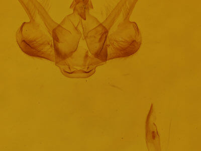 genitalia view of adult Macaria minorata