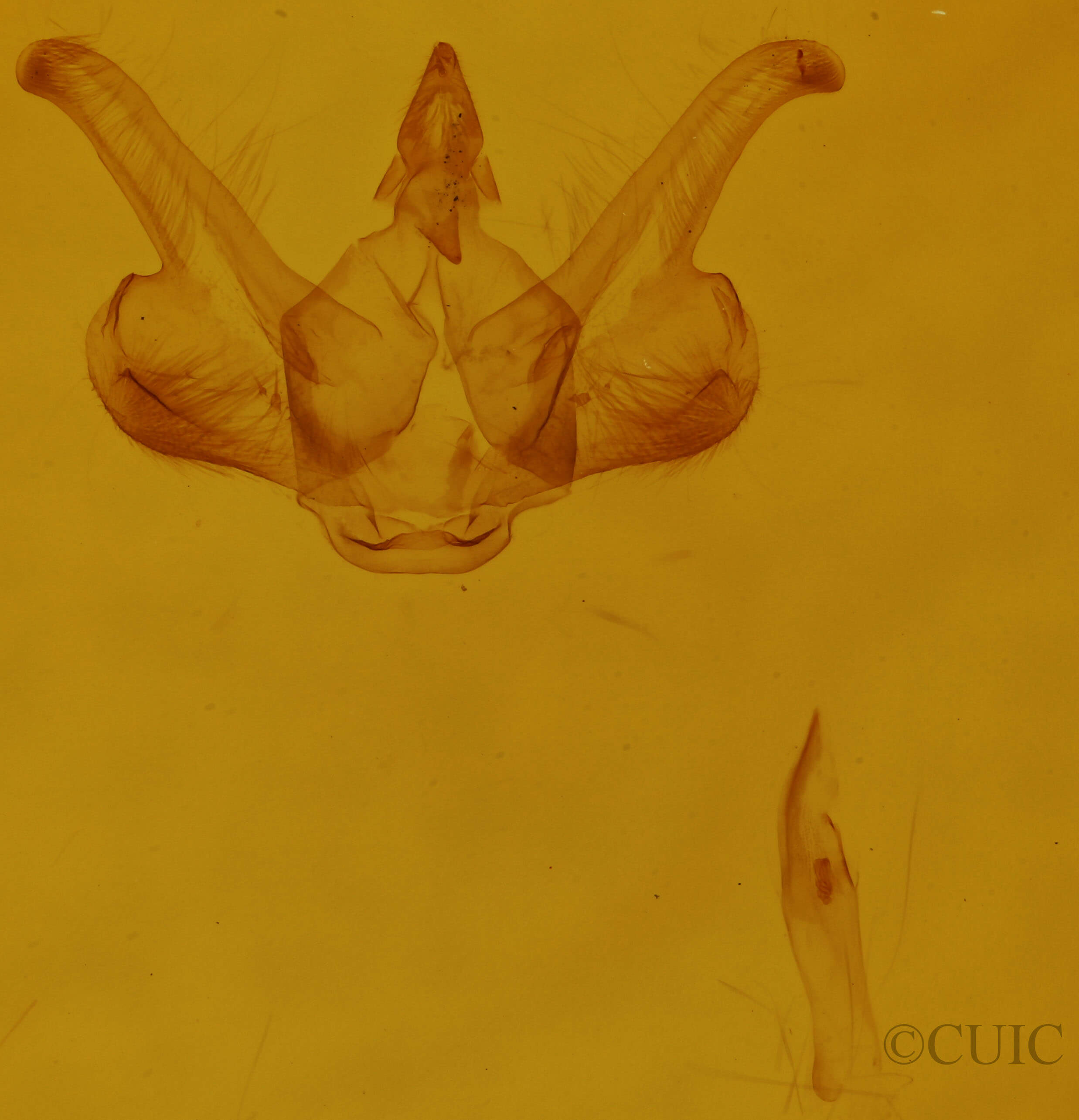 genitalia view of adult Macaria minorata