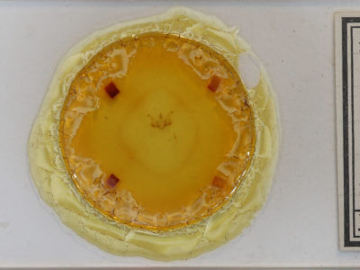 slide view of adult Macaria minorata