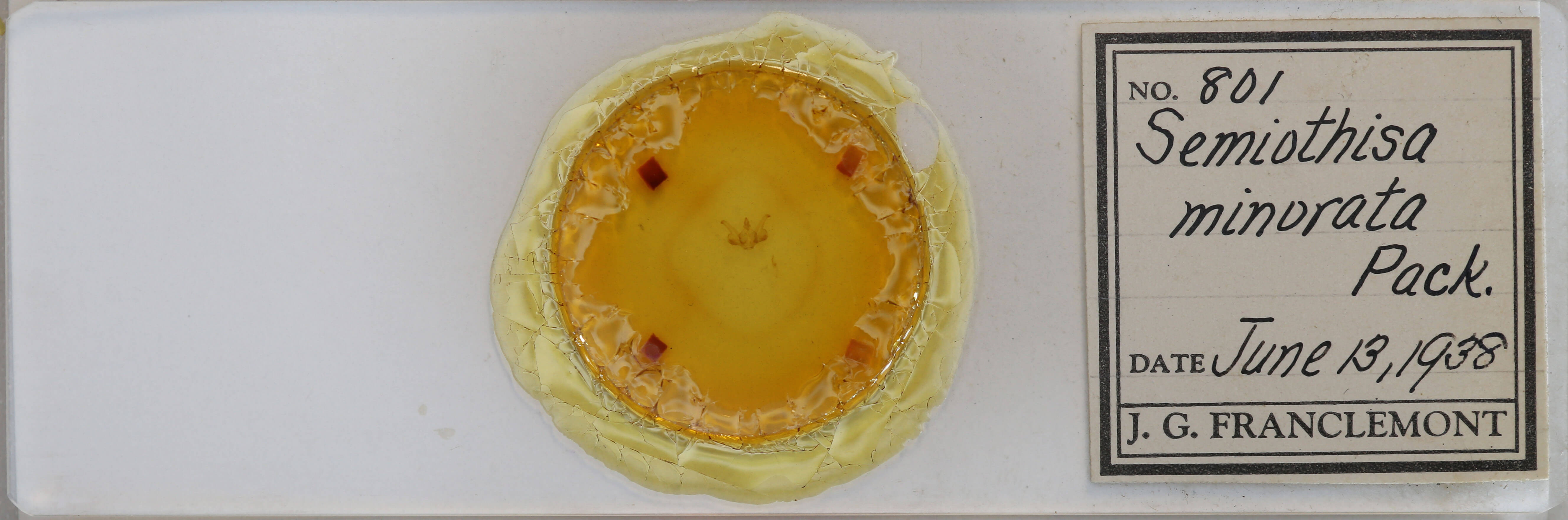 slide view of adult Macaria minorata