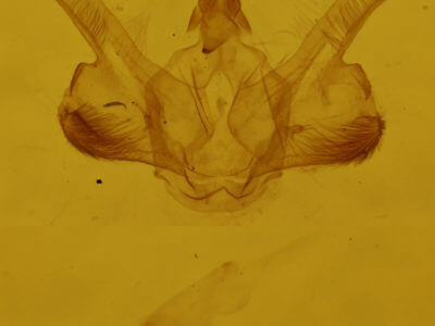 genitalia view of adult Macaria minorata