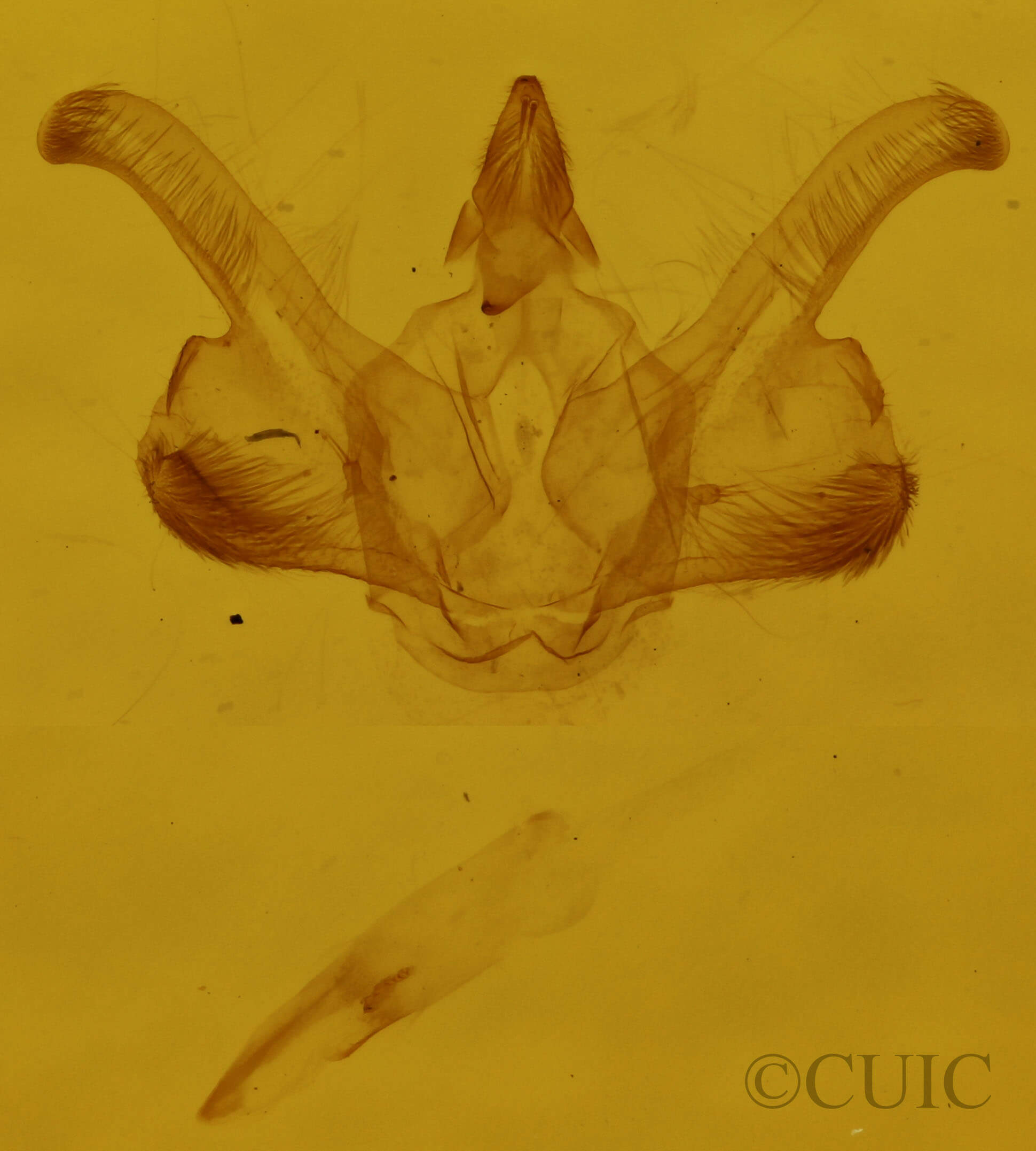 genitalia view of adult Macaria minorata