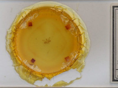 slide view of adult Macaria minorata