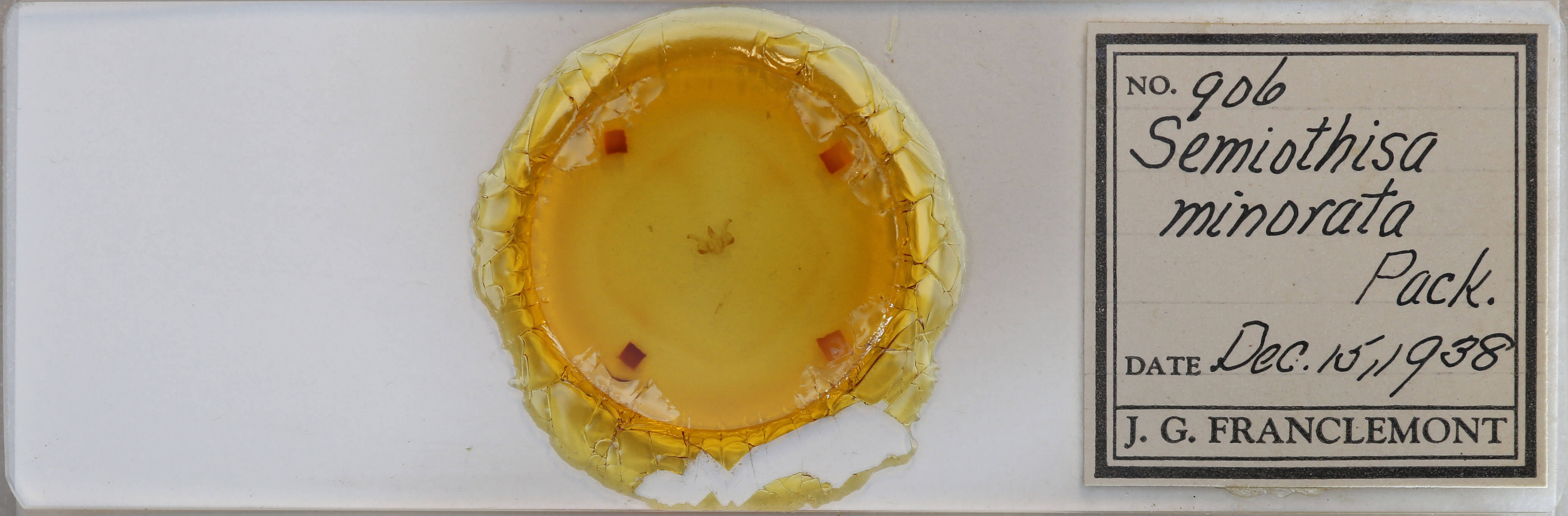 slide view of adult Macaria minorata