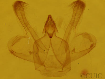 genitalia view of adult Macaria pinistrobata