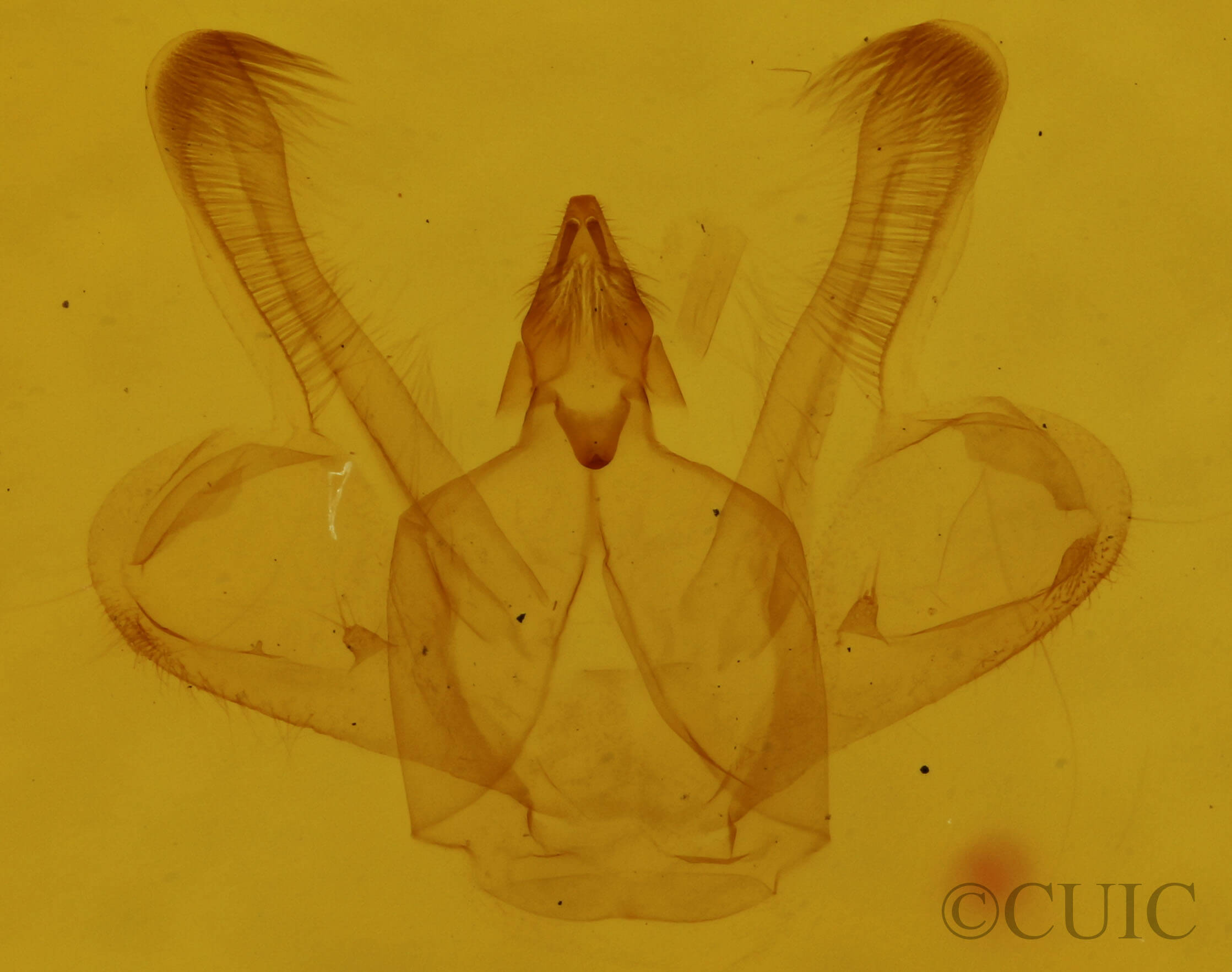 genitalia view of adult Macaria pinistrobata