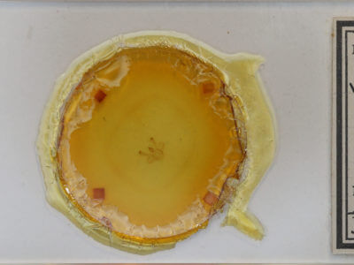 slide view of adult Macaria pinistrobata