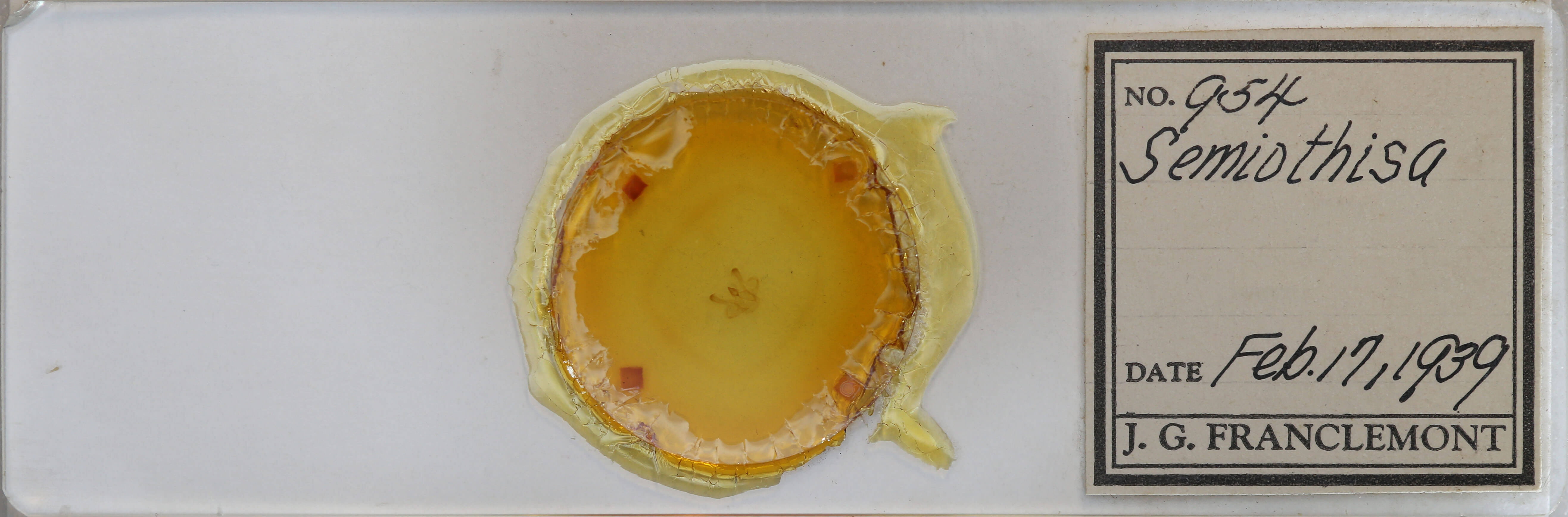 slide view of adult Macaria pinistrobata