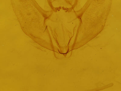 genitalia view of adult Sicya macularia