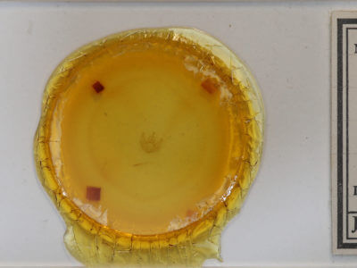 slide view of adult Sicya macularia