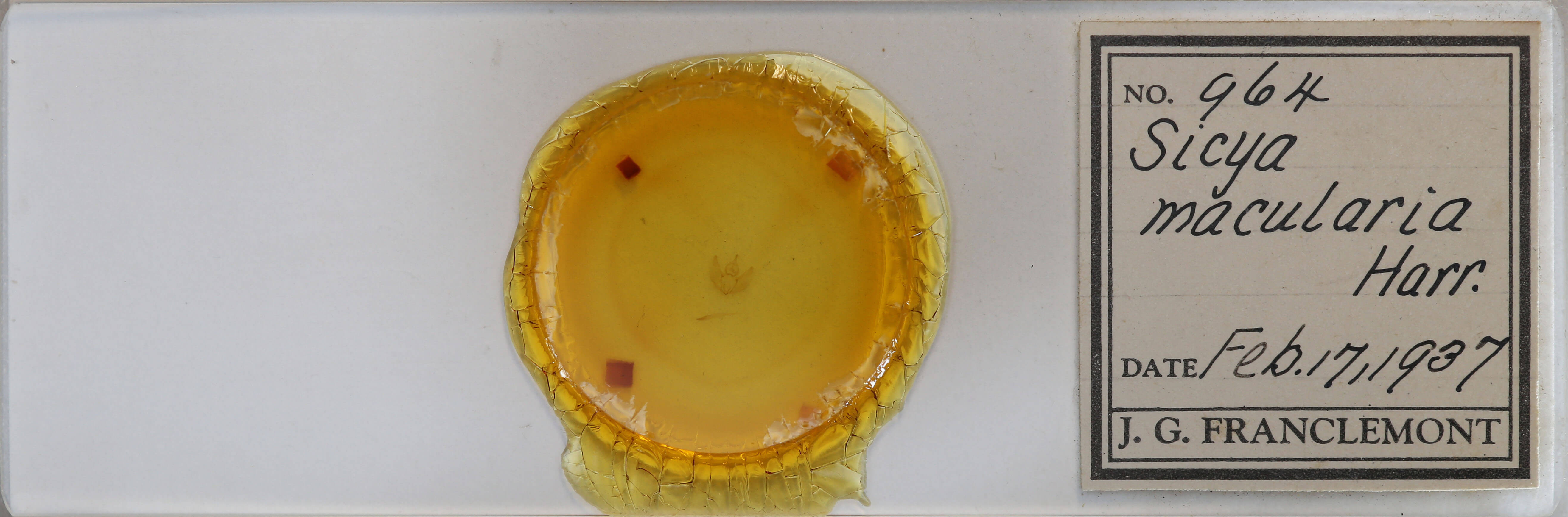 slide view of adult Sicya macularia